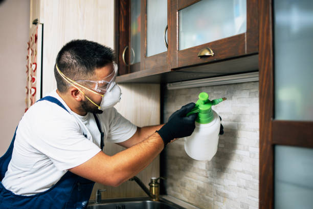 Best Termite Control Services  in Blasdell, NY
